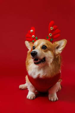 Ren geyiği boynuzları ve kırmızı kazak giyen neşeli Corgi, bayram neşesi ve Noel ruhu getiriyor. Yüksek kalite fotoğraf