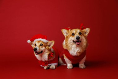 Festive Corgi duo dogs in Christmas costumes, ready to spread holiday joy and festive cheer. High quality photo clipart