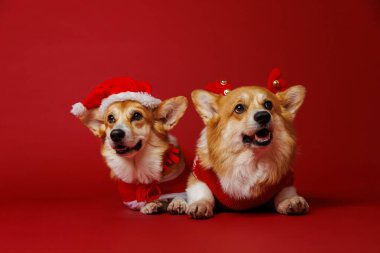 Noel Baba ve ren geyiği gibi giyinmiş sevimli korgiler bu Noel 'de coşkulu tezahüratlar yayıyorlar. Yüksek kalite fotoğraf