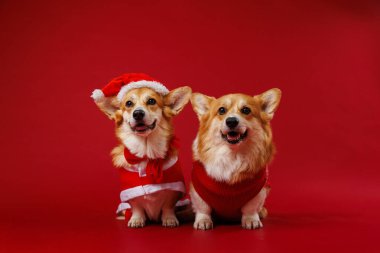 Noel Corgis 'in kostümleri Noel neşesini muhteşem bir cazibe ve neşe ile yayıyor. Yüksek kalite fotoğraf