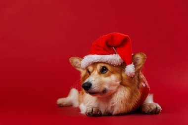 Adorable Corgi in Santa hat relaxing on red backdrop, cozy holiday vibes and Christmas cheer. High quality photo clipart