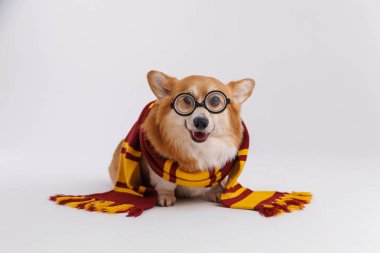 Gryffindor atkısı ve gözlüklü sevimli Corgi köpeği Harry Potter 'ı canlandırıyor. Yüksek kalite fotoğraf