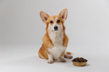 Corgi bir kase mamanın yanında sakince oturuyor, hayvan bakımını, beslenmeyi ve sağlıklı bir yaşam tarzını sembolize ediyor. Yüksek kalite fotoğraf