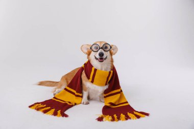 Gryffindor atkısı ve gözlükleriyle büyüleyici bir Corgi Harry Potter enerjisi yayıyor. Yüksek kalite fotoğraf