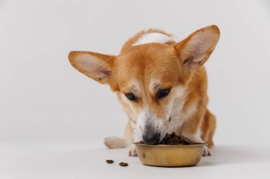 Corgi, beyaz arka planda altın bir kaseden lezzetli bir yemeğin tadını çıkarıyor. Evcil hayvan bakımı reklamları için mükemmel. Yüksek kalite fotoğraf