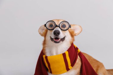 Gryffindor atkısı ve sihirbaz gözlüğü takan büyüleyici Corgi, Harry Potter hayranları ve sihirli aşıklar için. Yüksek kalite fotoğraf