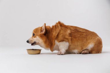 Tapılası Corgi yemek kasesine bakıyor, yemek zamanını bekliyor. Mükemmel evcil hayvan fotoğrafçılığı anı. Yüksek kalite fotoğraf