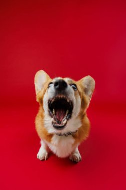 Corgi canlı kırmızı bir arka planla havlayarak neşeli bir enerji ve ifade anı yakalıyor. Yüksek kalite fotoğraf