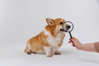 Corgi dog with a magnifying glass exploring and examining, curious expression on face. High quality photo clipart