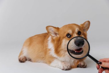 Corgi dog with a magnifying glass, examining its face with a curious and playful expression. High quality photo clipart