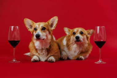Şık kırmızı temalı bir fotoğraf çekiminde Corgi 'leri rahatlatmak, birlikte güzel şarapların tadını çıkarmak, arkadaşlığı kutlamak. Yüksek kalite fotoğraf