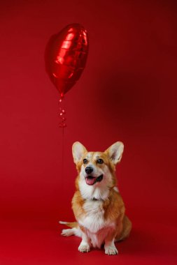 Kırmızı kalp balonuyla tapılası Corgi, canlı kırmızı bir arkaplanda aşkı ve neşeyi simgeliyor. Yüksek kalite fotoğraf