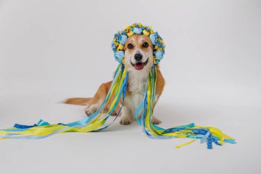 Dog dressed in a traditional Ukrainian floral wreath with ribbons, posing happily. High quality photo clipart