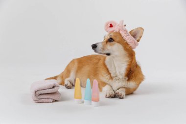 Havlu ve saç bandıyla şirin bir köpek, evcil hayvanlar için güzellik ürünleriyle spa günü için hazır. Yüksek kalite fotoğraf