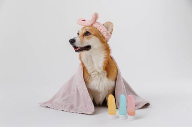 Havlu ve saç bandıyla şirin bir köpek, evcil hayvanlar için güzellik ürünleriyle spa günü için hazır. Yüksek kalite fotoğraf