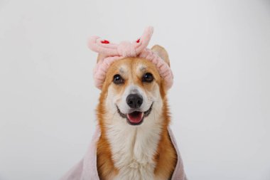 Havlu ve saç bandı takmış sevimli bir köpek, spa tedavisinden sonra rahat ve mutlu görünüyor. Yüksek kalite fotoğraf