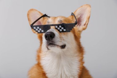 Güzel Corgi köpeği pikselli güneş gözlüğü takıyor, gülümsüyor ve şık görünüyor. Yüksek kalite fotoğraf