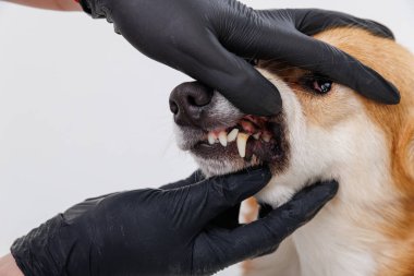 Sağlık kontrolü sırasında bir köpeğin dişlerini ve ağzını inceleyen veteriner. Yüksek kalite fotoğraf