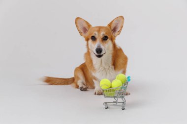 Corgi dog with tennis balls in a shopping cart, ready for a playful game. High quality photo clipart