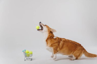 Corgi dog jumping to catch a tennis ball with shopping cart full of tennis balls. High quality photo clipart