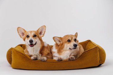 Two Corgi dogs relaxing together on a cozy dog bed, happy and calm. High quality photo clipart