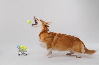 Corgi dog jumping to catch a tennis ball with shopping cart full of tennis balls. High quality photo clipart