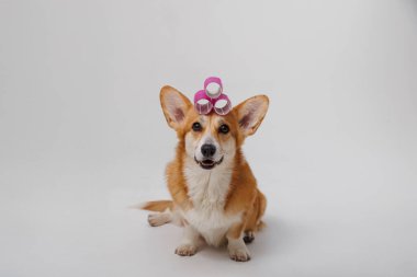 Pembe saçlı sevimli Corgi, evcil hayvan bakımı, stil ve güzellik kavramları için mükemmel. Yüksek kalite fotoğraf