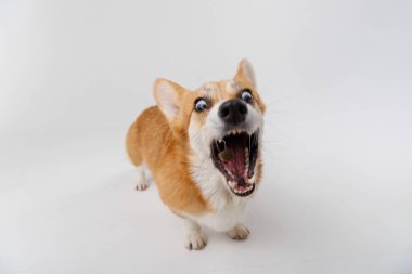 Corgi havada bir ödül yakalıyor, beyaz bir stüdyoda çeviklik ve heyecan sergiliyor. Yüksek kalite fotoğraf