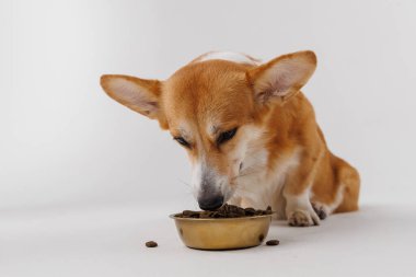 Corgi bir kaseden yemeğin tadını çıkarıyor, sevimli hayvan yemek anlarını sergiliyor. Yüksek kalite fotoğraf