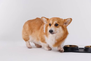 Tapılası Corgi boş yemek kaselerinin yanından geçiyor, merak ve çekicilik gösteriyor. Yüksek kalite fotoğraf