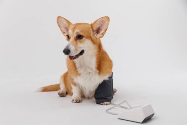 Corgi dog with blood pressure cuff, healthcare for pets, veterinarian checkup. High quality photo clipart