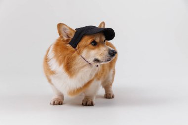 Corgi dog wearing a black cap with a playful expression on a white background. High quality photo clipart