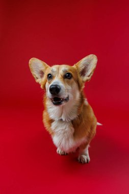 Sevimli Corgi, parlak kırmızı arka planda meraklı görünüyor. Neşeli evcil hayvan temalı tasarımlar için mükemmel. Yüksek kalite fotoğraf