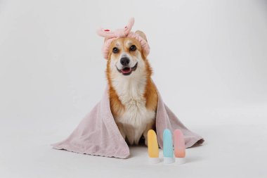 Saç bandıyla havluya sarılı sevimli bir köpek güzellik ürünleriyle dolu bir spa gününe hazır. Yüksek kalite fotoğraf