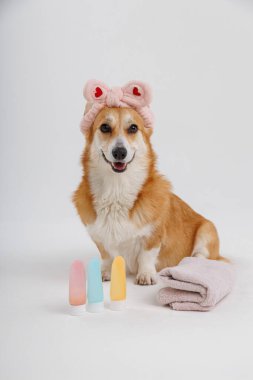 Havlu ve saç bandıyla şirin bir köpek, evcil hayvanlar için güzellik ürünleriyle spa günü için hazır. Yüksek kalite fotoğraf
