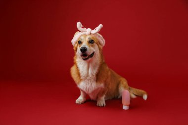 Adorable corgi with pink bunny ears headband and travel bottle, perfect for pet-themed stock imagery. High quality photo clipart