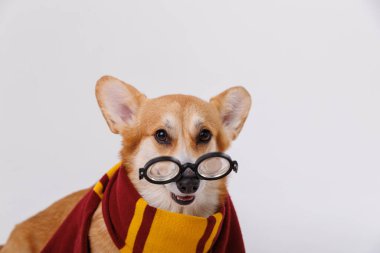 Charming corgi in a cozy scarf and round glasses, bringing smiles with its playful look. High quality photo clipart