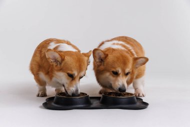 İki Corgi, ortak bir kâsede yemek yiyorlar. Evcil hayvan dostluğu ve günlük hayatı sergiliyorlar. Yüksek kalite fotoğraf