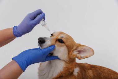 Corgi köpeği mavi eldiven giyen birinden göz damlası tedavisi görüyor. Yüksek kalite fotoğraf