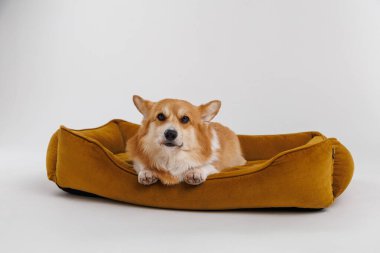 Corgi köpeği rahat bir evcil hayvan yatağında dinleniyor, mutlu ve evde rahat. Yüksek kalite fotoğraf