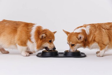 İki sevimli corgi köpeği birlikte yemek yiyorlar, arkadaşlık ve evcil hayvan bakım anlarını vurguluyorlar. Yüksek kalite fotoğraf