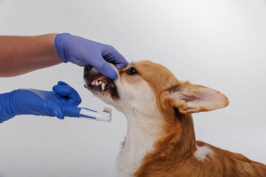 Corgi köpeği mavi eldivenli biri tarafından diş fırçasıyla dişlerini fırçalıyor. Yüksek kalite fotoğraf
