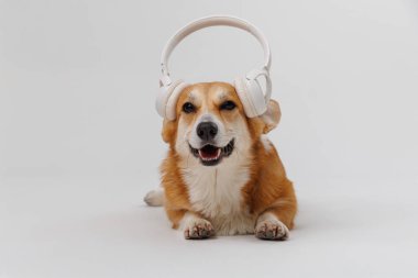 Happy corgi enjoying music with headphones, a perfect vibe for pet and tech enthusiasts alike. High quality photo clipart