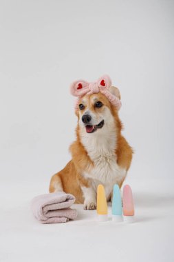 Veteriner muayenesi sırasında siyah eldivenli bir köpeğin kulağını tımar etmek. Yüksek kalite fotoğraf