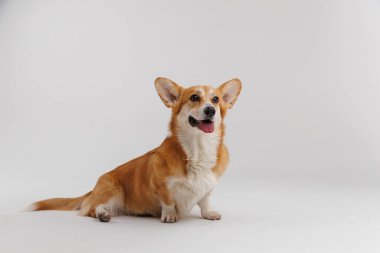 Sevimli Corgi beyaz arka planda oturuyor ve neşeli bir merakla yukarı bakıyor. Yüksek kalite fotoğraf