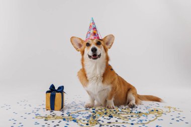 Corgi Dog hediye kutusu ve konfetiyle oturuyor. Kutlamalar ve tatiller için mükemmel. Yüksek kalite fotoğraf