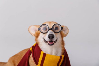 Eşarp ve gözlük takan sevimli Corgi büyüleyici ve şık bir evcil hayvan görüntüsü sergiliyor. Yüksek kalite fotoğraf