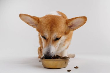 Corgi, beyaz arka planda altın bir kaseden lezzetli bir yemeğin tadını çıkarıyor. Evcil hayvan bakımı reklamları için mükemmel. Yüksek kalite fotoğraf