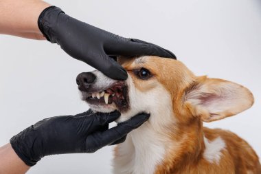 Sağlık kontrolü sırasında bir köpeğin dişlerini ve ağzını inceleyen veteriner. Yüksek kalite fotoğraf