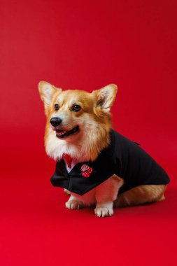Kırmızı gül yaka çiçekli bir smokin içinde zarif bir Corgi. Düğünler, etkinlikler ya da kutlamalar için mükemmel. Yüksek kalite fotoğraf